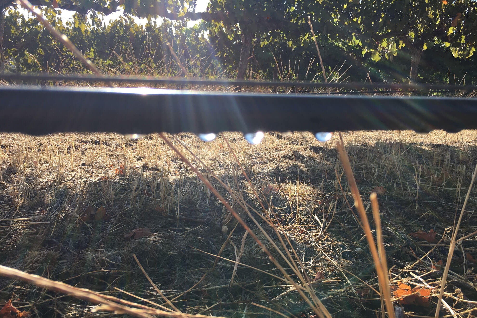 Working irrigation system in a vineyard