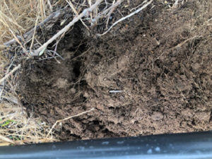 Soil under vine with remanent plant & root residues protecting the surface. 