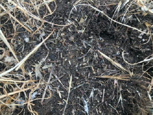 Vineyard mid row, next to bare surface area that has surface plant residue pulled back to expose moist soil surface, 5 hours after rain. 