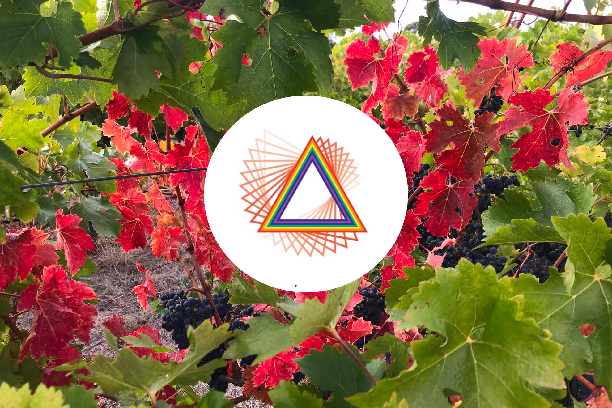 What does the logo standard for Pridham Viticulture