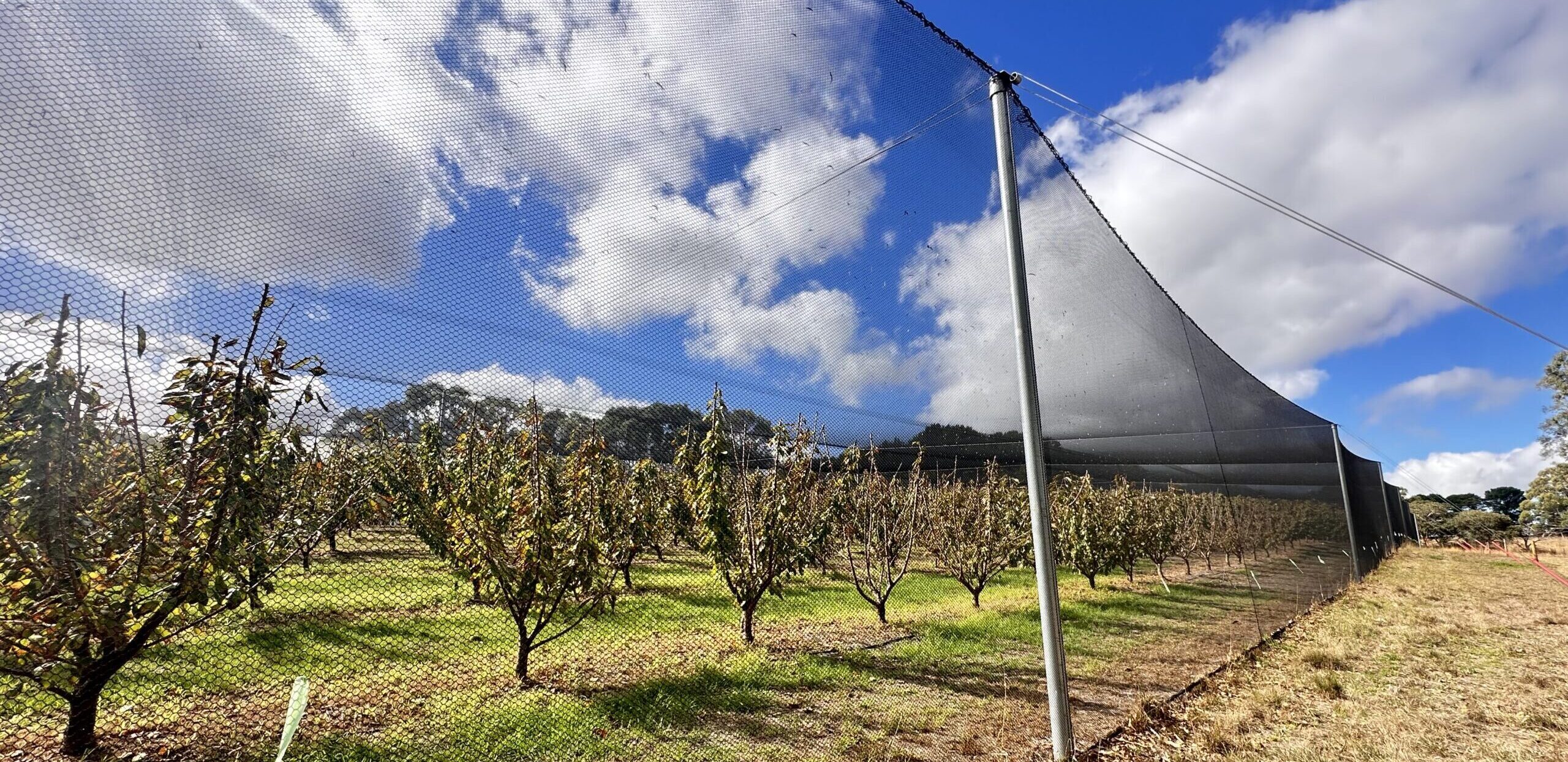 Structural Netting over cherries