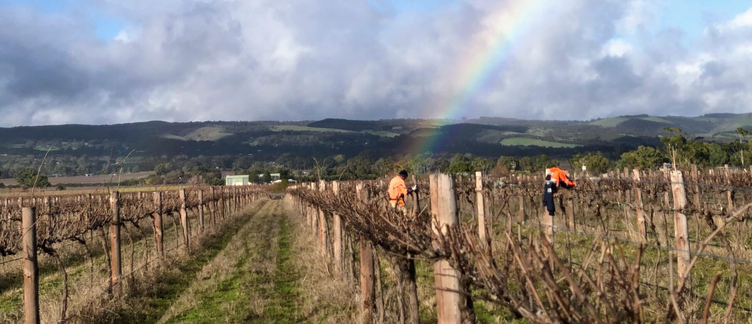 winter vineyard work
