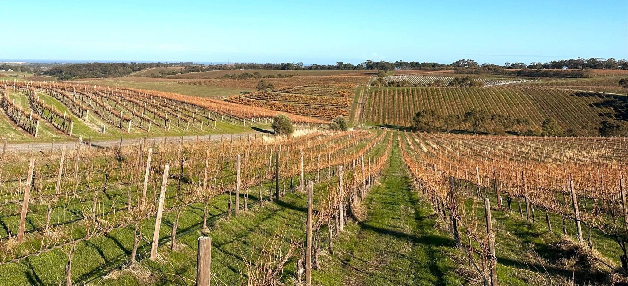 South Australian vineyard in winter El Niño