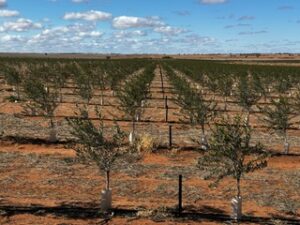 Trees age 11 months Renmark SA. Photo courtesy Tom from Culgoa & Sam Freeman DJ’s