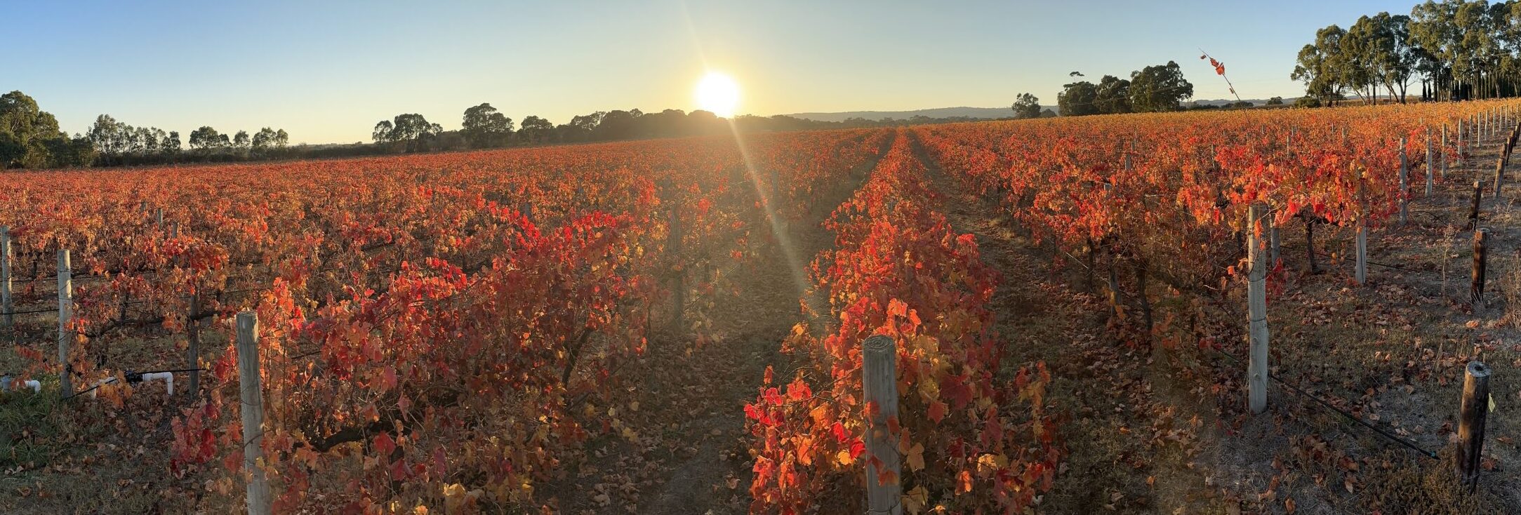 vineyard in winter farm