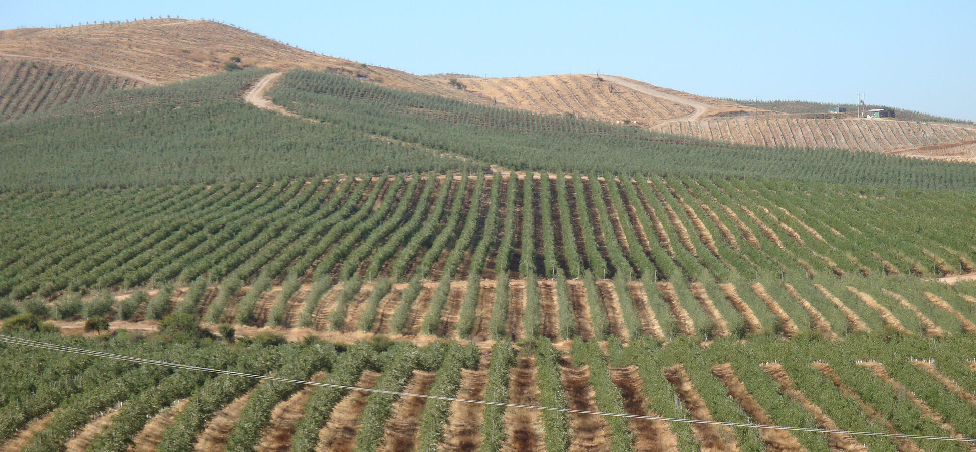 SHD olive grove
