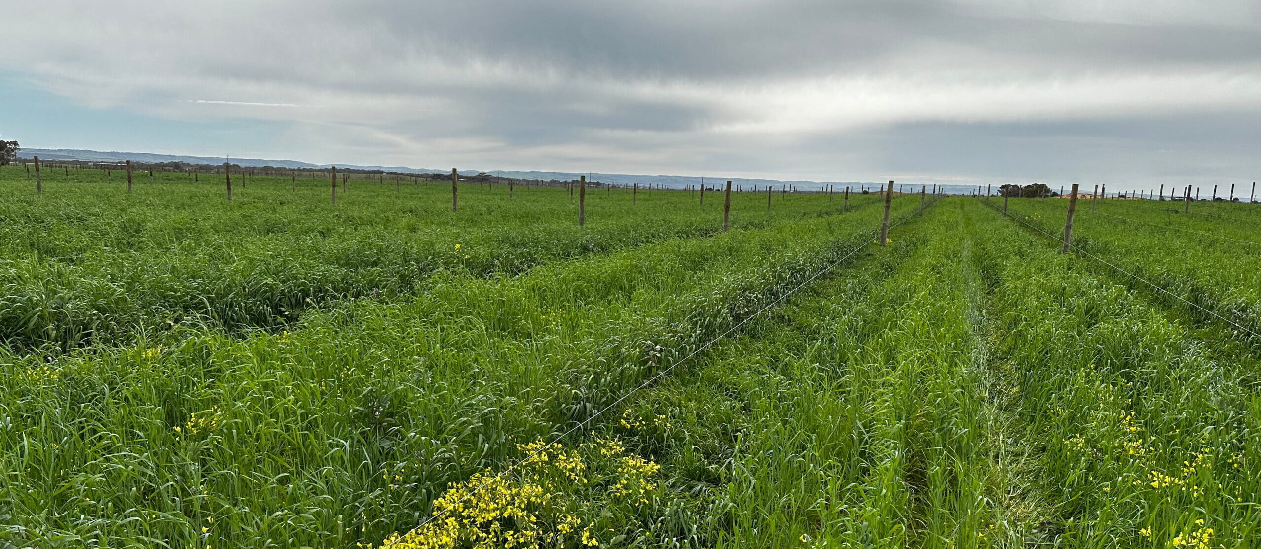 Strategic Vineyard Planning