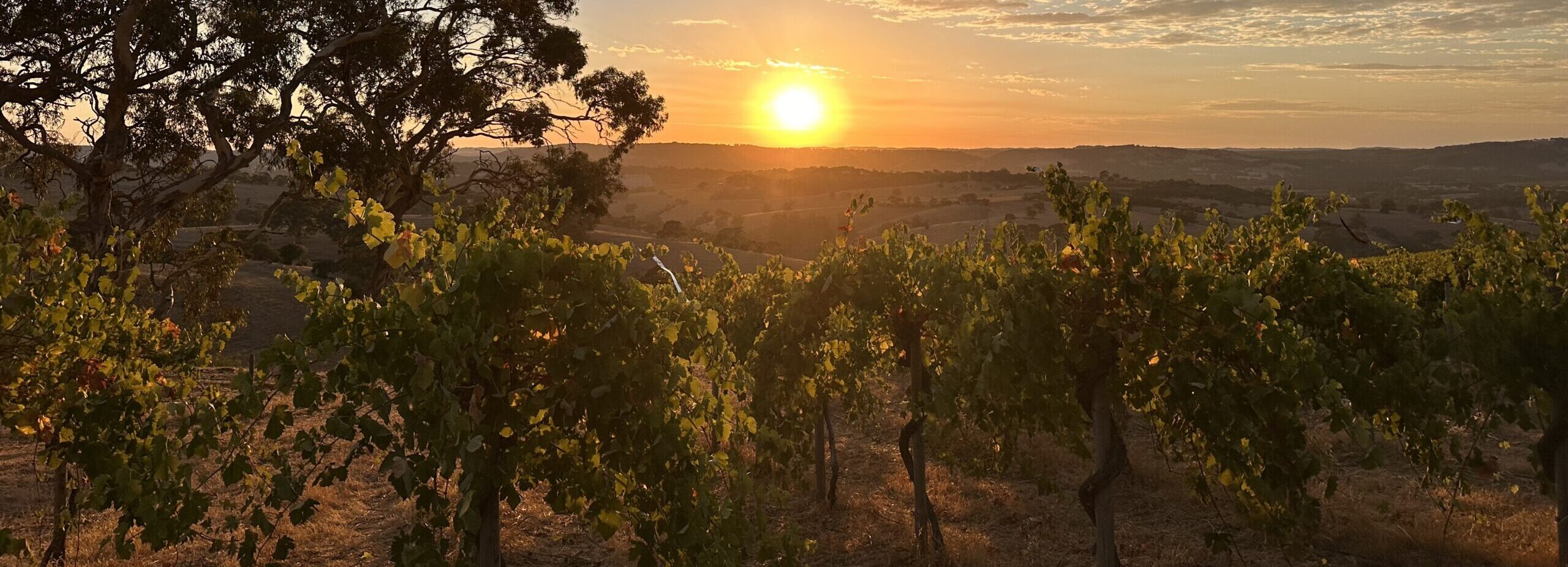 Vineyard management planning and seasonal operations in South Australia