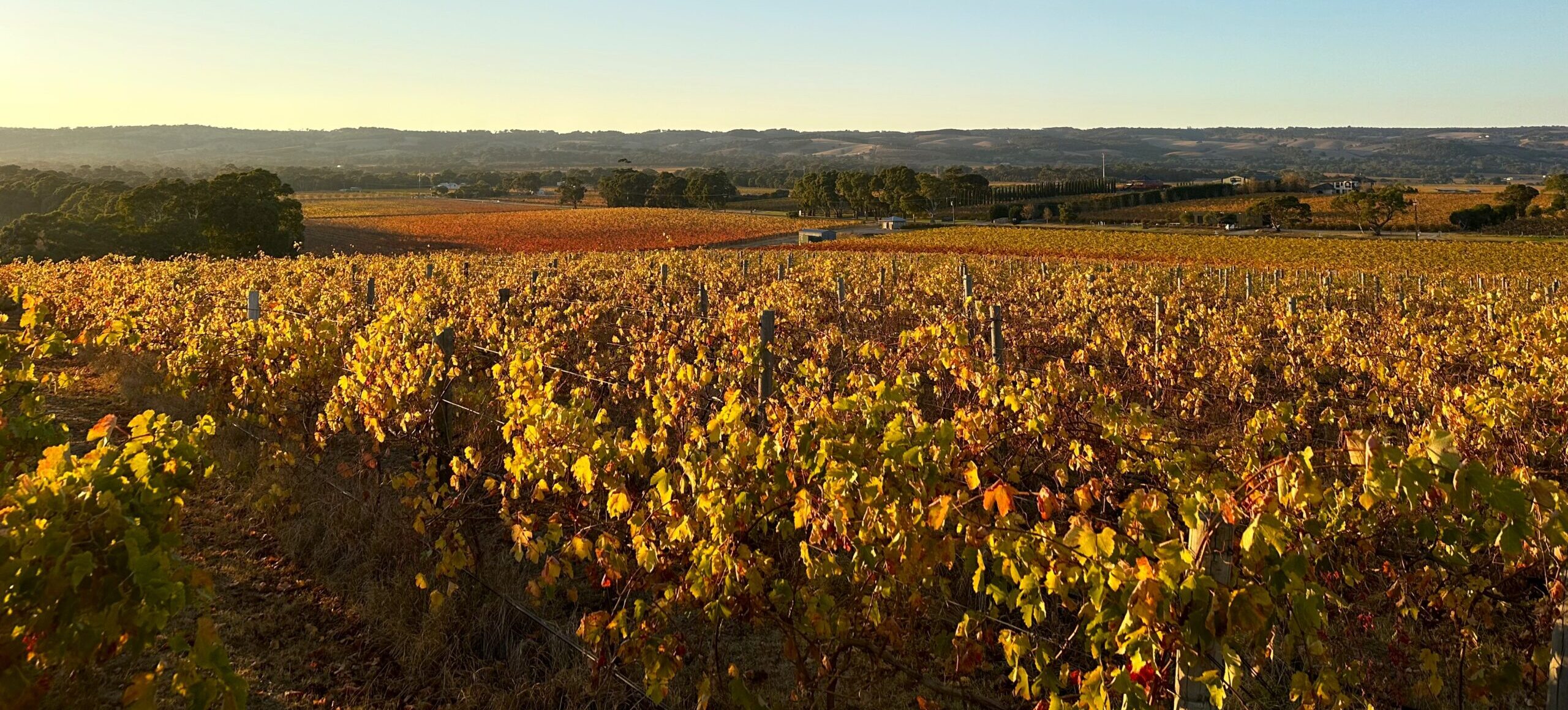 Vineyard management and operational planning in McLaren Vale, South Australia