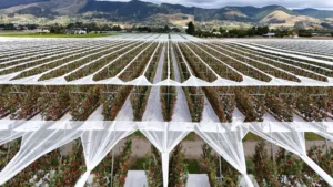 G2 V Trellis Netting System